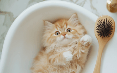 ¿Cada cuánto puedo bañar a mi gato?