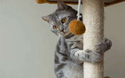 ¿Cómo saber si tu gato está deshidratado?