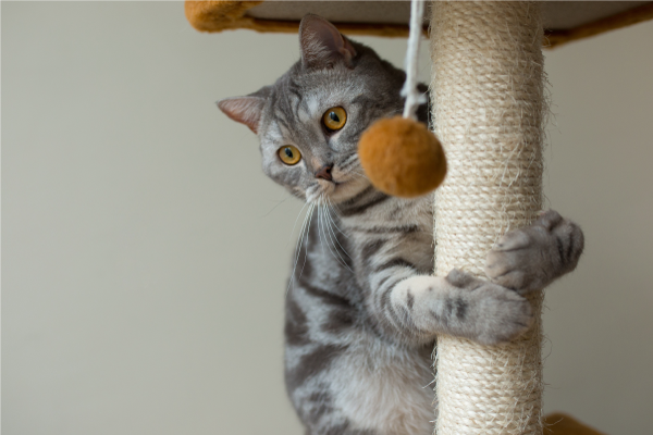 ¿Cómo saber si tu gato está deshidratado?