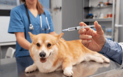 ¿Qué vacunas debe tener mi perro de 6 meses?